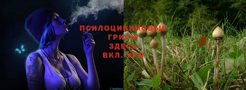 Псилоцибиновые грибы MAGIC MUSHROOMS  даркнет сайт  Полярные Зори 